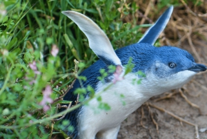 Da Melbourne: Tour ecologico della parata dei pinguini di Phillip Island