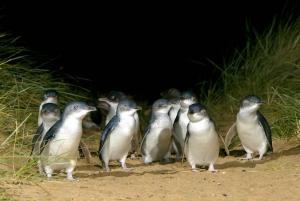From Melbourne: Phillip Island Penguin Parade Express Trip