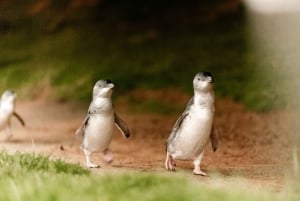 From Melbourne: Phillip Island Penguin Parade Express Tour