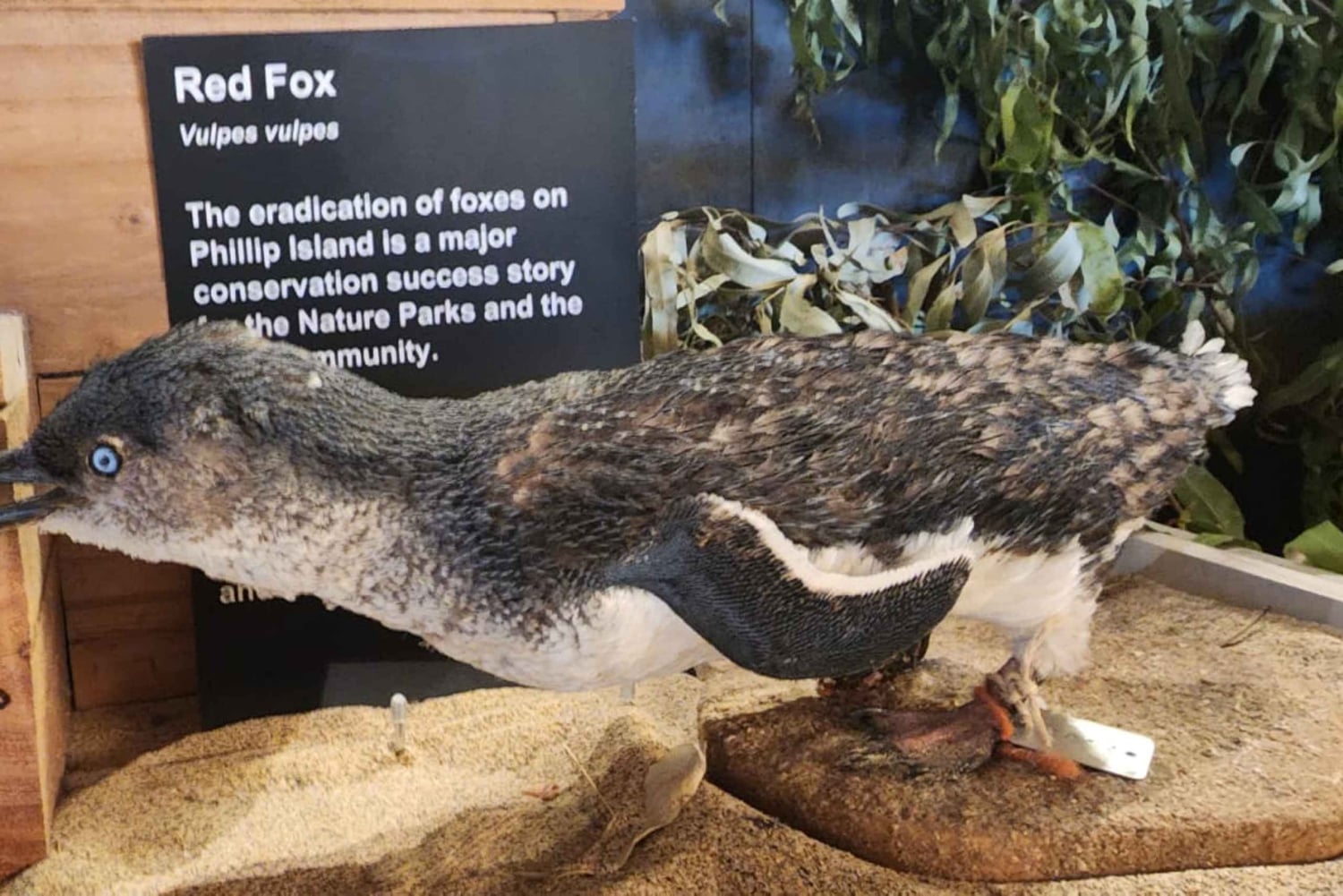 Au départ de Melbourne : Visite privée de la parade des pingouins de Phillip Island