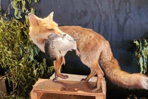 Au départ de Melbourne : Visite privée de la parade des pingouins de Phillip Island