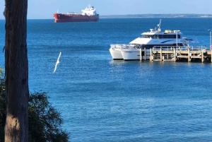 Au départ de Melbourne : Visite privée de la parade des pingouins de Phillip Island