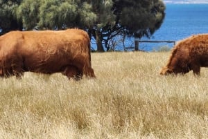 Au départ de Melbourne : Visite privée de la parade des pingouins de Phillip Island