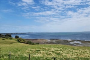 Au départ de Melbourne : Visite privée de la parade des pingouins de Phillip Island