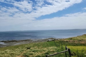 Au départ de Melbourne : Visite privée de la parade des pingouins de Phillip Island