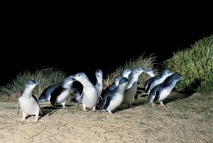 From Melbourne: Phillip Island and Penguin Parade Day Tour