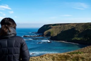 Desde Melbourne: Phillip Island Penguin Plus - Tribuna