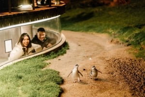 Desde Melbourne: Phillip Island Penguin Plus - Tribuna