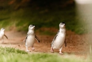 Desde Melbourne: Phillip Island Penguin Plus - Tribuna