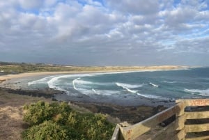 Desde Melbourne: Phillip Island Penguin Plus - Tribuna