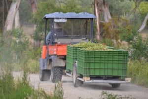 Z Melbourne: Prywatna wycieczka do winiarni w dolinie Yarra z lunchem