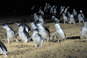 Uit Melbourne: Puffing Billy en Penguin Parade Combo Tour