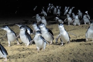 From Melbourne: Puffing Billy and Penguin Parade Combo Tour