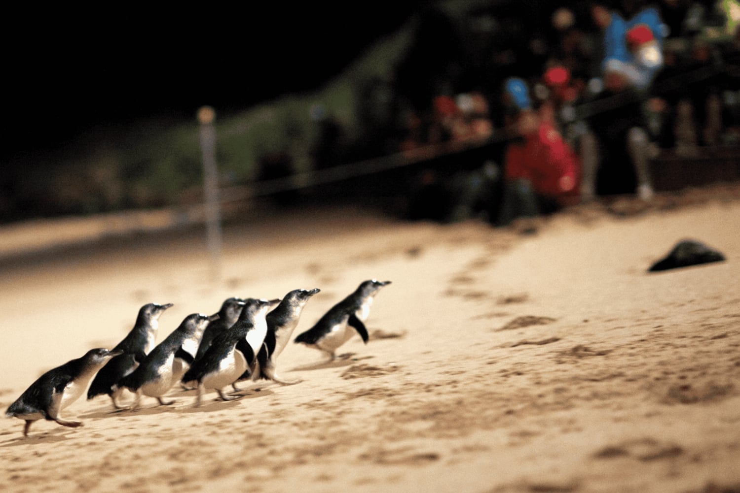 From Melbourne: Puffing Billy & Penguins Combo Tour Package