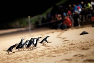 From Melbourne: Puffing Billy & Penguins Combo Tour Package