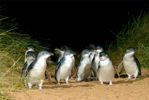 From Melbourne: Puffing Billy & Penguins Combo Tour Package