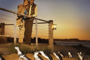 Fra Melbourne: Puffing Billy & Penguins Combo Tour Package