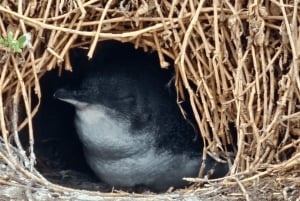 From Melbourne: Puffing Billy & Penguins Combo Tour Package