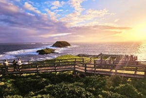 From Melbourne: Puffing Billy & Penguins Combo Tour Package