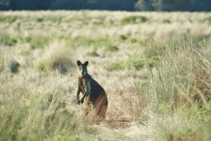 From Melbourne: Puffing Billy & Penguins Combo Tour Package