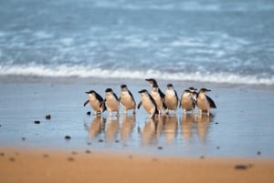 From Melbourne: Puffing Billy & Penguins Combo Tour Package