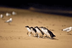 From Melbourne: Puffing Billy & Penguins Combo Tour Package
