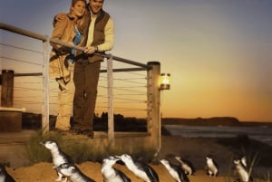 From Melbourne: Puffing Billy & Penguins Combo Tour Package