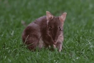 From Melbourne: Puffing Billy & Penguins Combo Tour Package