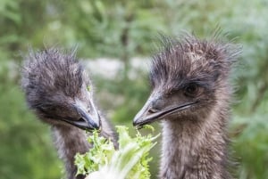 From Melbourne: Puffing Billy Steam Train & Wildlife Tour