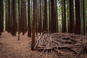 Da Melbourne: tour della foresta di sequoie e della Yarra Valley