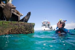 From Melbourne: Seals & Dolphins Snorkeling Cruise w/ Lunch