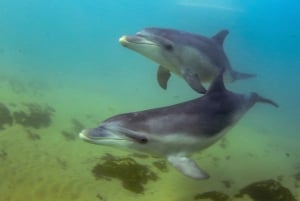 From Melbourne: Seals & Dolphins Snorkeling Cruise w/ Lunch