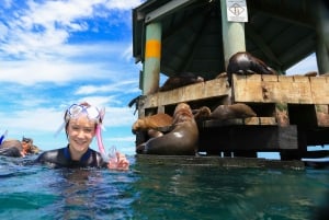 From Melbourne: Seals & Dolphins Snorkeling Cruise w/ Lunch