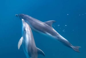 From Melbourne: Seals & Dolphins Snorkeling Cruise w/ Lunch