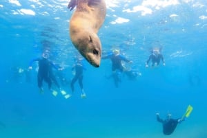 From Melbourne: Seals & Dolphins Snorkeling Cruise w/ Lunch