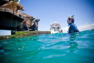 From Melbourne: Seals & Dolphins Snorkeling Cruise w/ Lunch