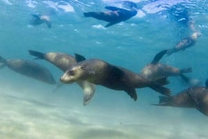 From Melbourne: Seals & Dolphins Snorkeling Cruise w/ Lunch