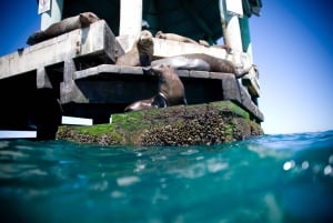 From Melbourne: Seals & Dolphins Snorkeling Cruise w/ Lunch