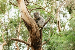 Från Melbourne: Dagsutflykt till Great Ocean Road för en liten grupp