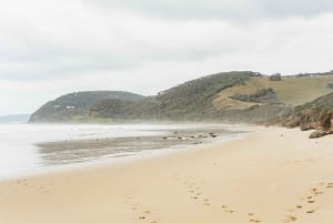 Från Melbourne: Dagsutflykt till Great Ocean Road för en liten grupp