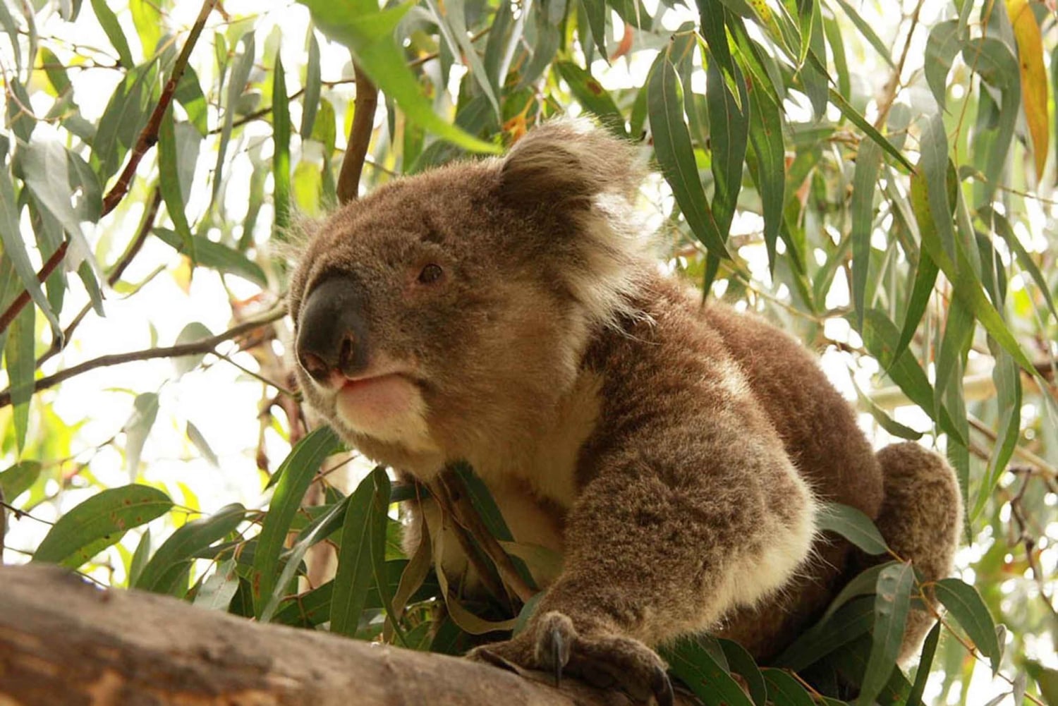 メルボルン発：少人数グループ グレート オーシャン ロード ツアー