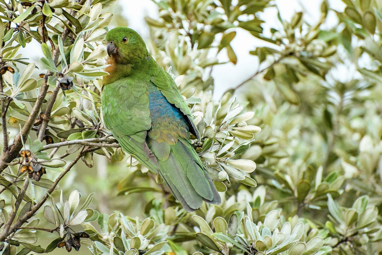 メルボルン発：少人数グループ グレート オーシャン ロード ツアー