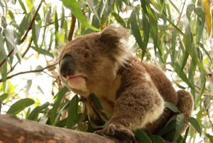 メルボルン発：少人数グループ グレート オーシャン ロード ツアー