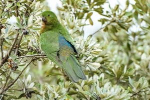 メルボルン発：少人数グループ グレート オーシャン ロード ツアー