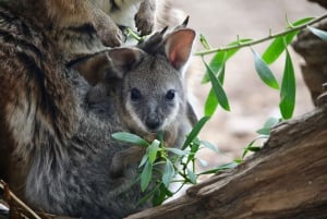 Fra Melbourne: Werribee Open Range Zoo & Werribee Mansion