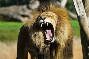 Fra Melbourne: Werribee Open Range Zoo & Werribee Mansion
