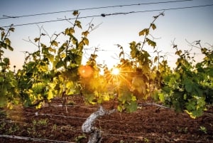 From Melbourne: Yarra Valley Chandon Cheese & Kangaroos Tour