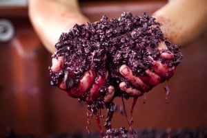 From Melbourne: Yarra Valley Chandon Cheese & Kangaroos Tour