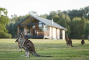 From Melbourne: Yarra Valley Chandon Cheese & Kangaroos Tour