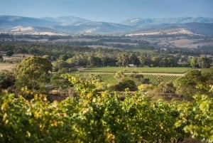 From Melbourne: Yarra Valley Chandon Cheese & Kangaroos Tour